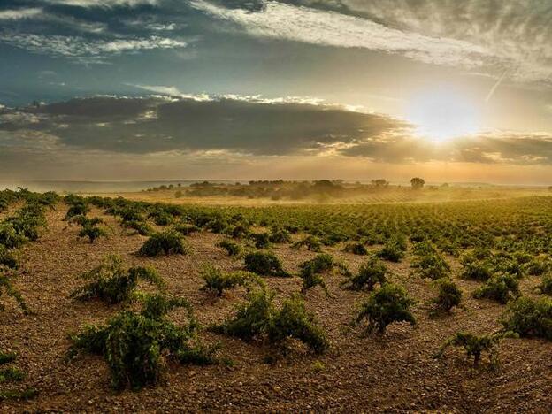 Imagen de los viñedos de Bodegas Numanthia, en Valdefinjas (Castilla y León), un lugar perfecto para perderse con una copa de vino este otoño.