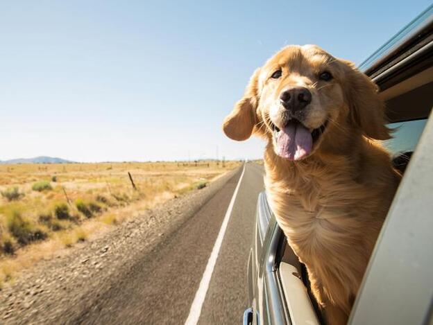 Viajar con mascotas cada vez es más sencillo./Adobe Stock