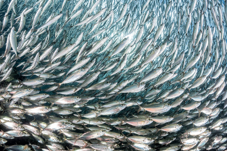 Alimentos para evitar la caída del cabello: pescado azul