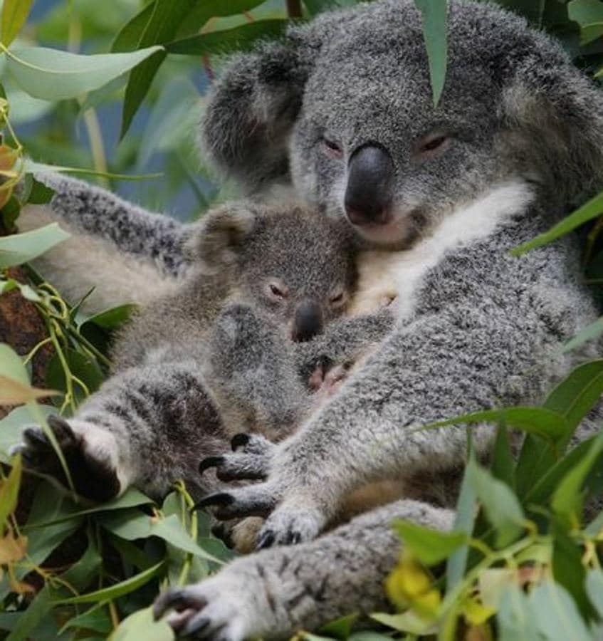 Cachorros achuchables: koala