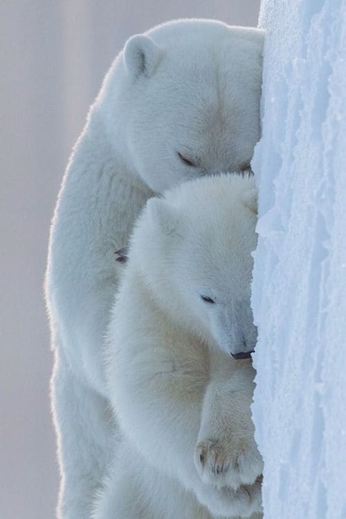 Cachorros achuchables: oso polar