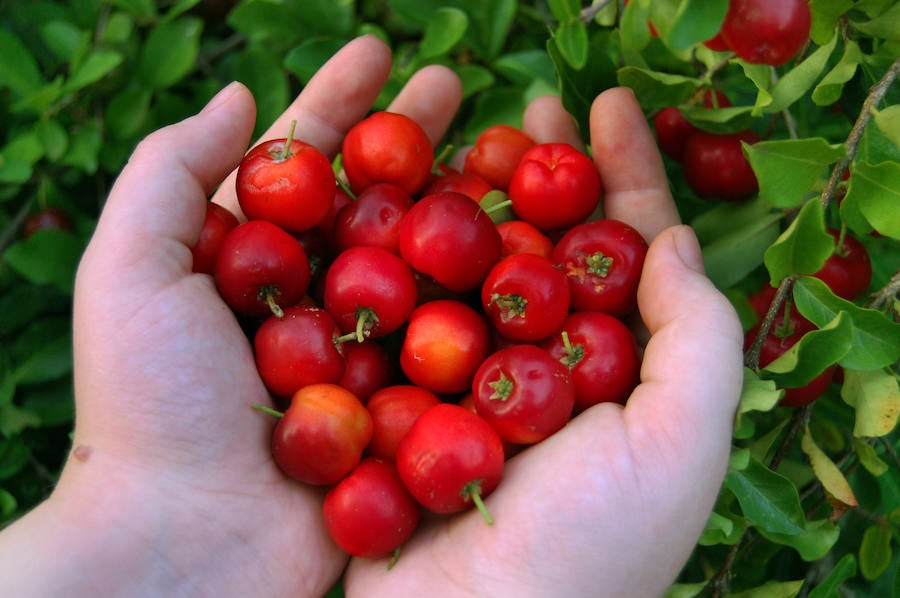 Alimentos contra el resfriado y la gripe: acerola