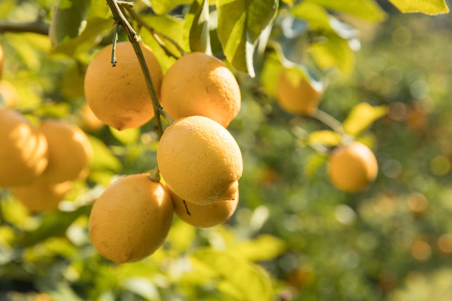 Alimentos contra el resfriado, la gripe y la tos: limones