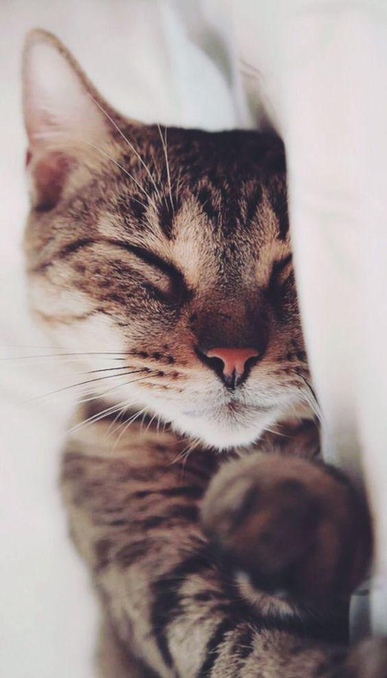 30 gatos adorables que sacarán tu lado más tierno