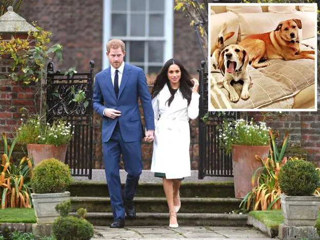 El príncipe Harry está siendo un gran apoyo para Meghan, mientras su perro 'Guy' se recupera./gtres