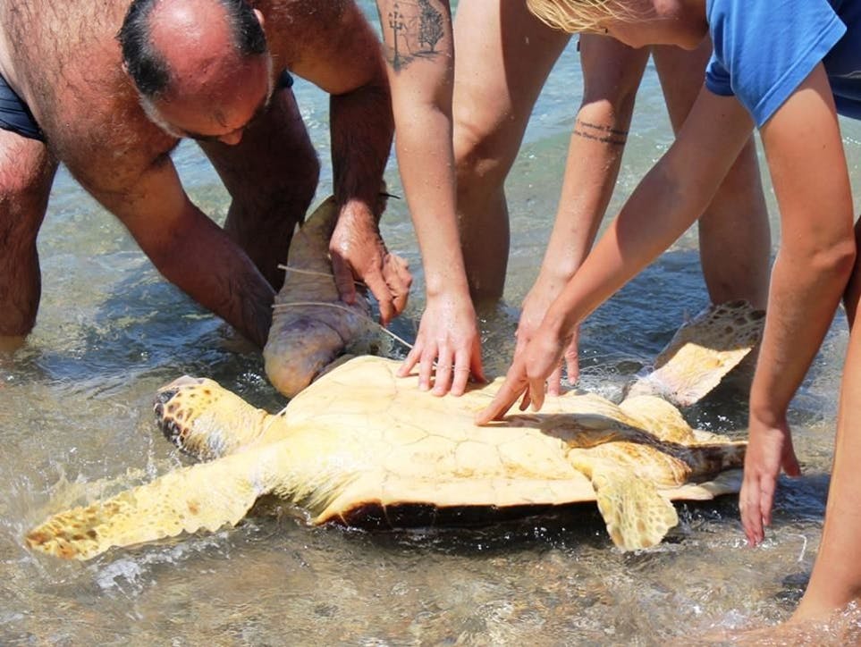 Salvar tortugas marinas en Grecia