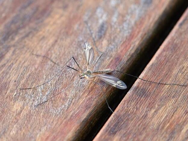 En la imagen, un mosquito sobre una mesa de madera./pixabay