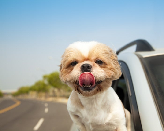 Las aplicaciones imprescindibles para los viajes de verano: Mascotas bienvenidas