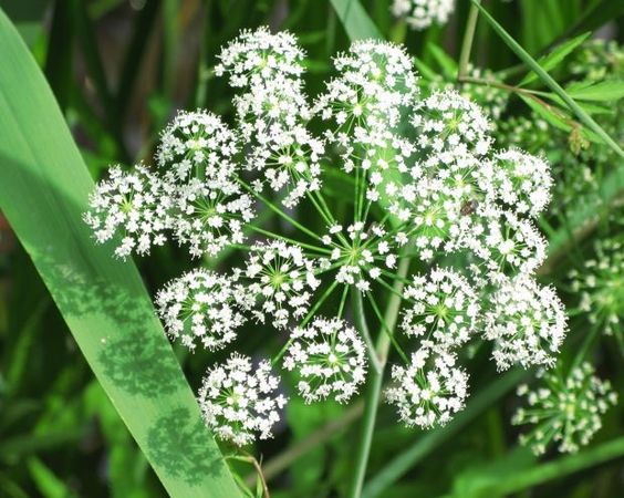 Plantas que potencian la fertilidad: Dong quai