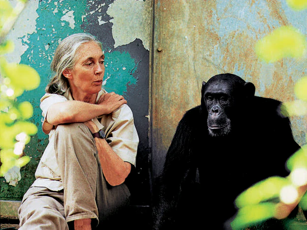 Jane Goodall, a primera persona que convivió con chimpancés libres./d.r.
