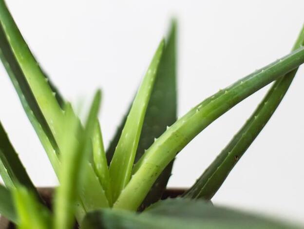 Aplica aloe vera sobre la raíz del cabello, déjalo actuar unos minutos y acláralo. Esto ayudará a prevenir la caída del cabello y que crezca más rápido.