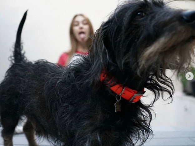 Todo el protagonismo para Pistacho, el perro fiel de Blanca Suárez.