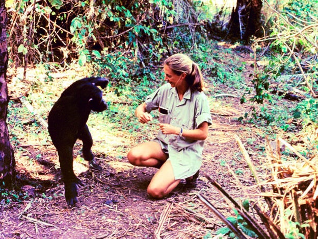 En el parque nacional Gombe Stream, en 1965.