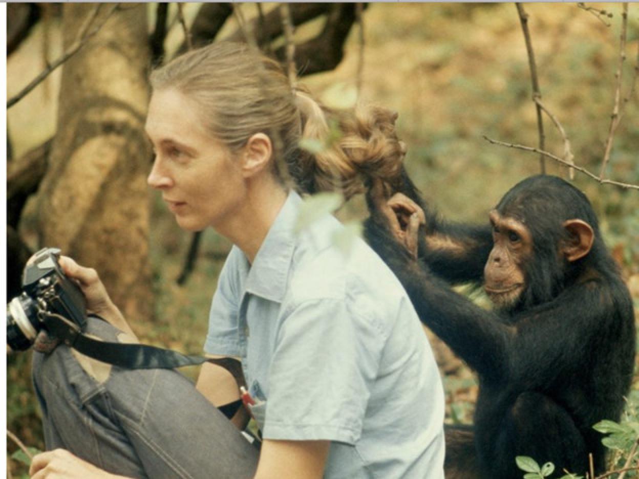 La exposición de la primatóloga Jane Goodall protagonizada por una mujer extraordinaria. Pincha para descubrir la exposición Miradas Cruzadas./D.R.