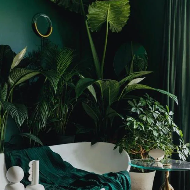 Las plantas de interior más fáciles de cuidar con las que decorar toda tu  casa en invierno (incluso si tiene poca luz) | Mujer Hoy