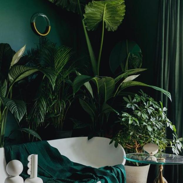 Las plantas de interior más fáciles de cuidar con las que decorar toda tu casa en invierno (incluso si tiene poca luz)