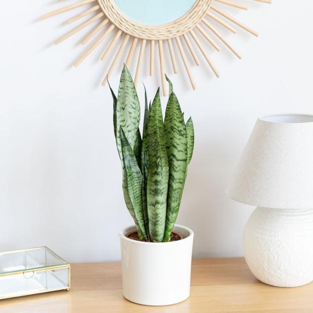 La sansevieria es una planta muy sencilla de cultivar y perfecta para purificar el aire de casa.