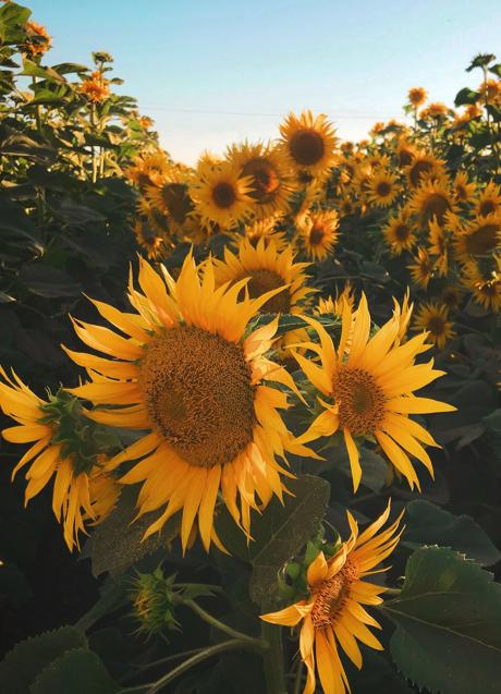 La vitamina E se encuentra fácilmente en los alimentos/UNSPLASH