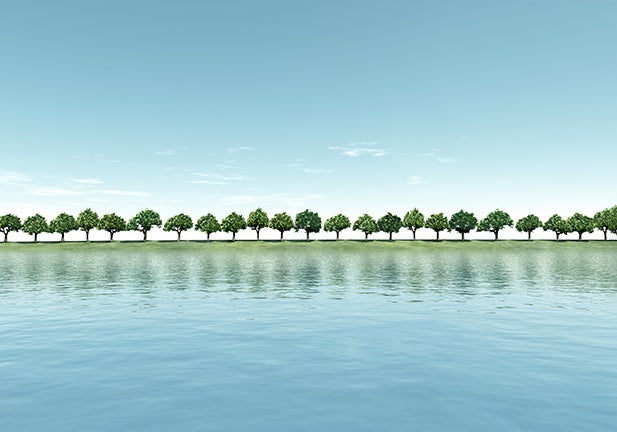 A Long Row of Trees in Summer on a Riverbank/