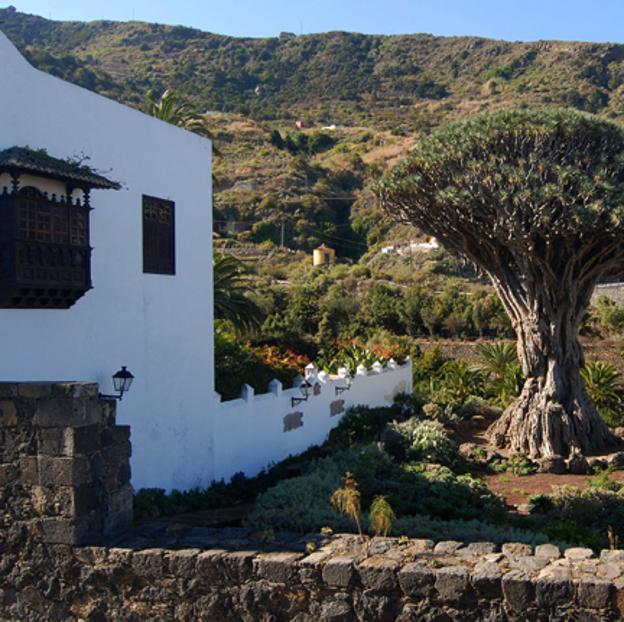 Icod de los Vinos (Santa Cruz de Tenerife). 