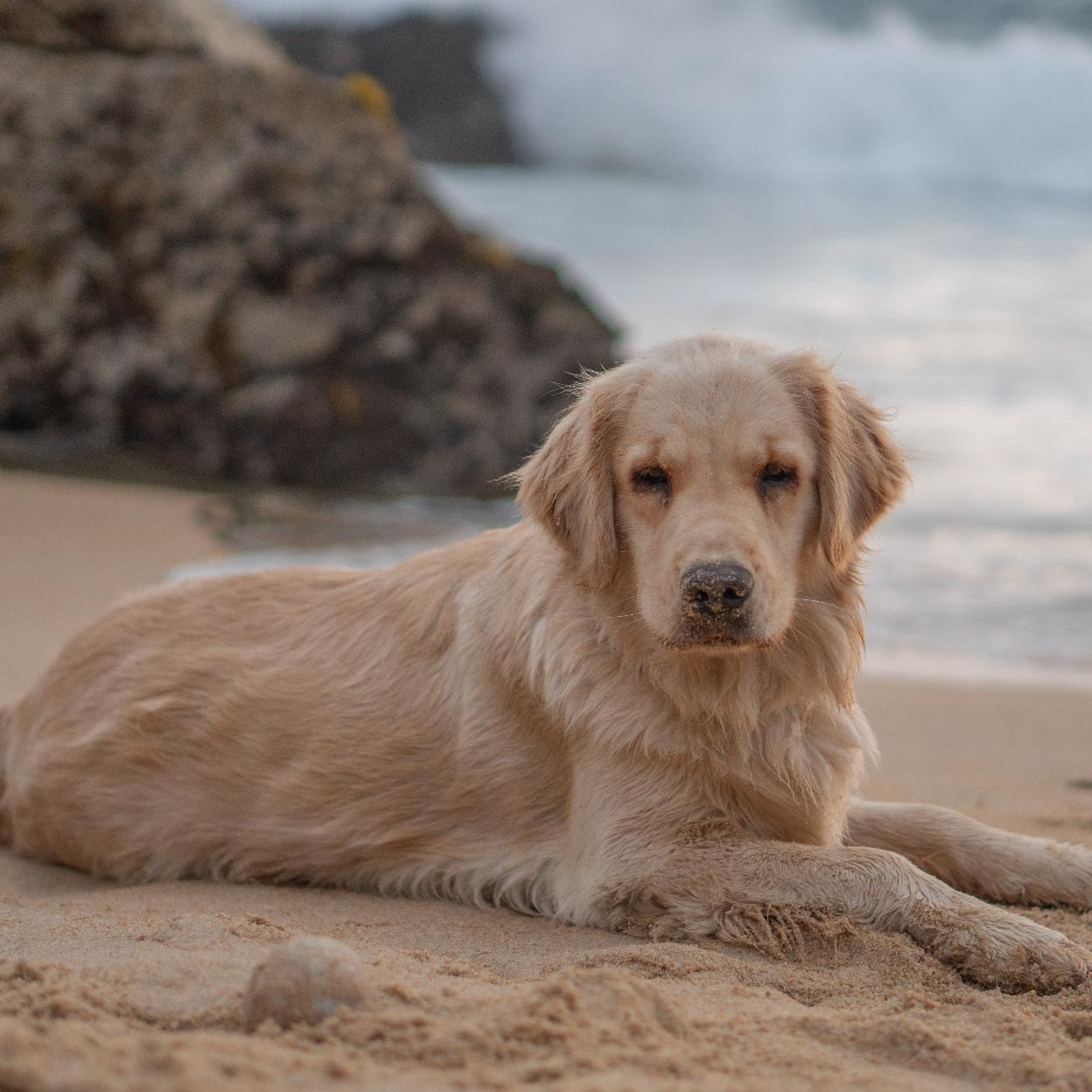 Claves para cuidar de tu mascota en verano | Mujer Hoy