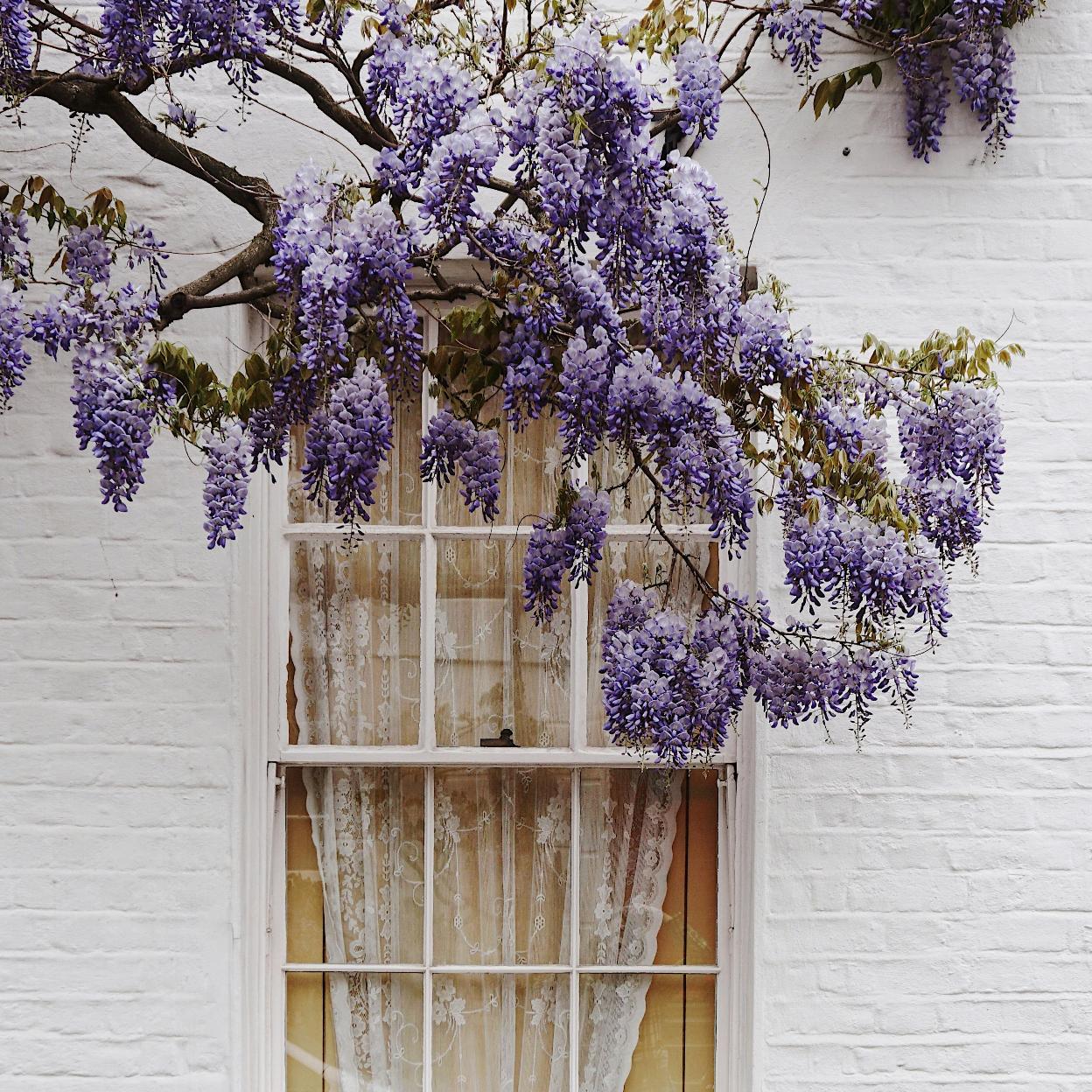 Las plantas de exterior con flor más bonitas y fáciles de cuidar: dónde colocarlas y cuánto riego necesitan