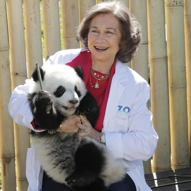 La reina Sofía con un oso panda