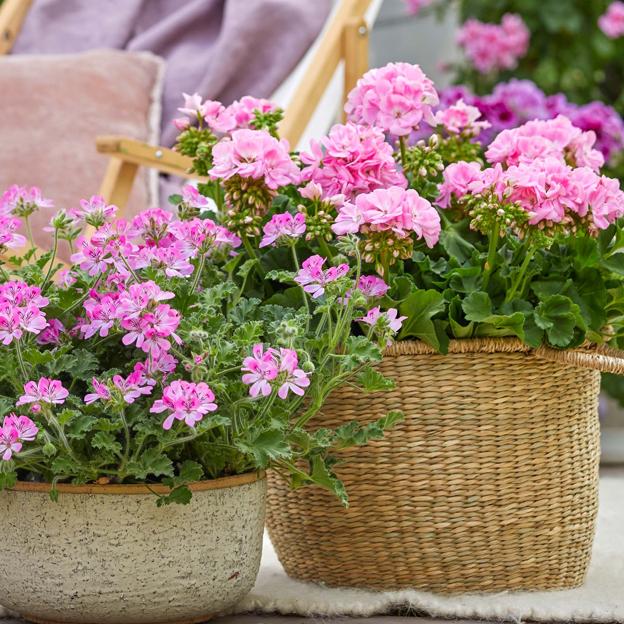 Cómo cuidar tus geranios, la mejor planta con flor para ahuyentar a los mosquitos en verano