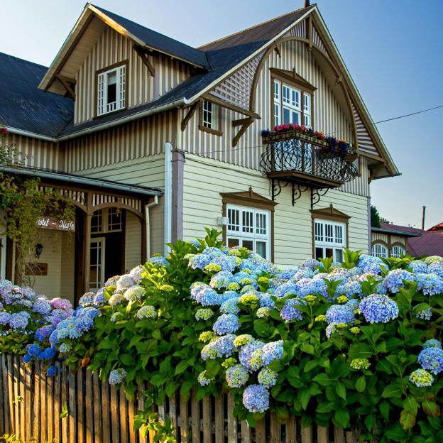 Cómo cuidar las hortensias en verano: dónde plantarlas y qué riego y luz necesitan