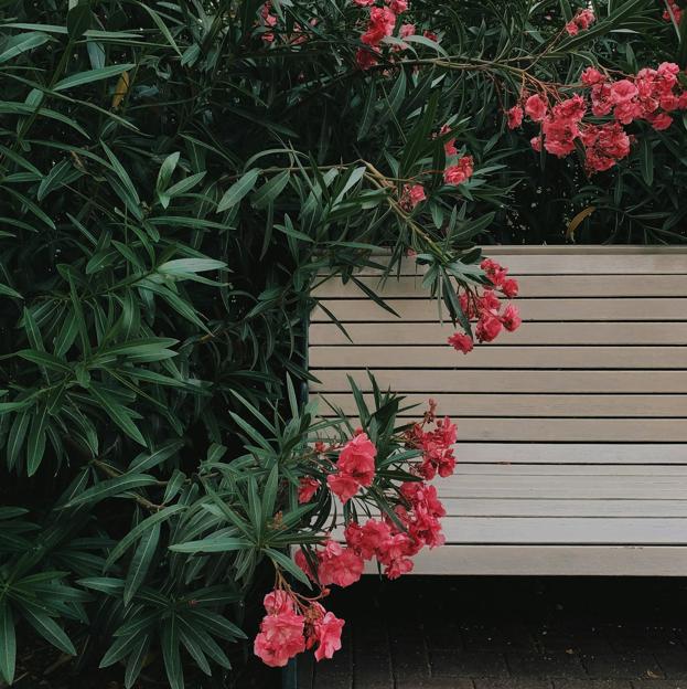 Las adelfas son plantas muy fáciles de cuidar, pero también son venenosas. 