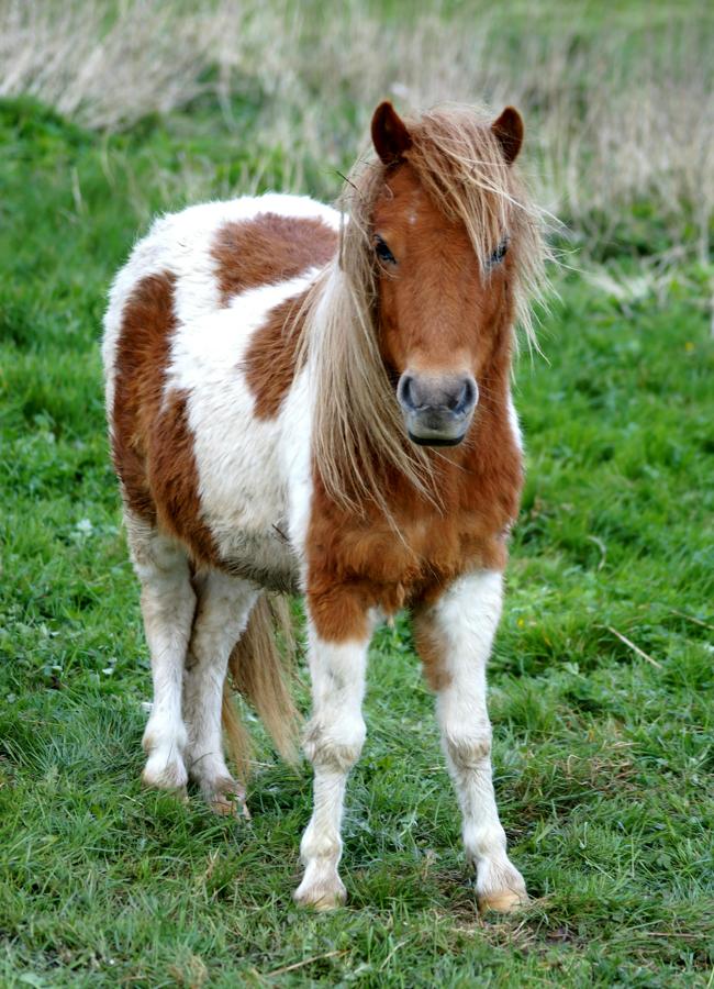 Un poni de Shetland como los que protagonizan el próximo libro de Catherine Munro. / Andre Altergott/ PEXELS