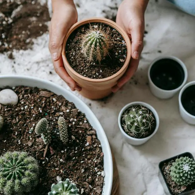 Los cuidados fáciles de los cactus.