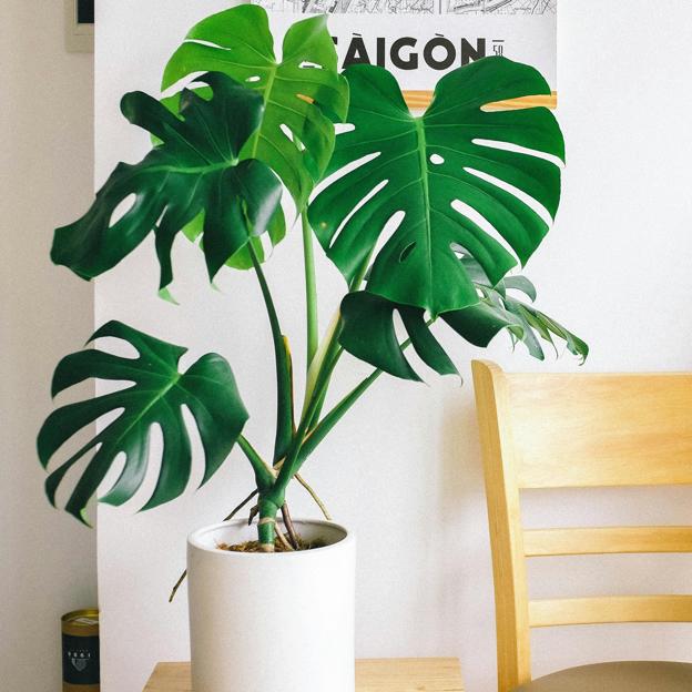 Cómo cuidar la Monstera o Costilla de Adán: la planta de interior favorita de tu abuela que arrasa en TikTok