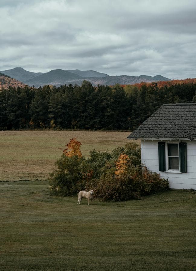 Imagen de los Adirondacks, la zona boscosa del norte de Nueva York en la que vive La familia Van Laar, en torno a la que gira la novela El dios de los bosques. / Clay Banks/Unsplash 