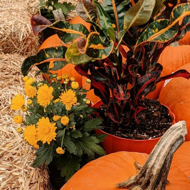 Crotón y crisantemos en una composición perfecta para Halloween, con calabazas.